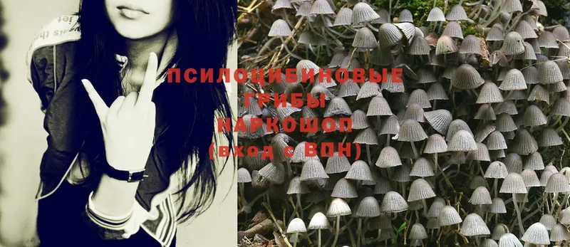 Галлюциногенные грибы Psilocybine cubensis  Железногорск 